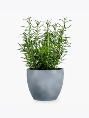 Product image 5 optimized